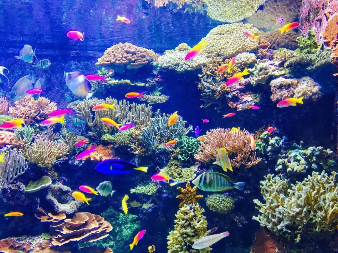 海水魚缸養殖，鹽度不能忽視